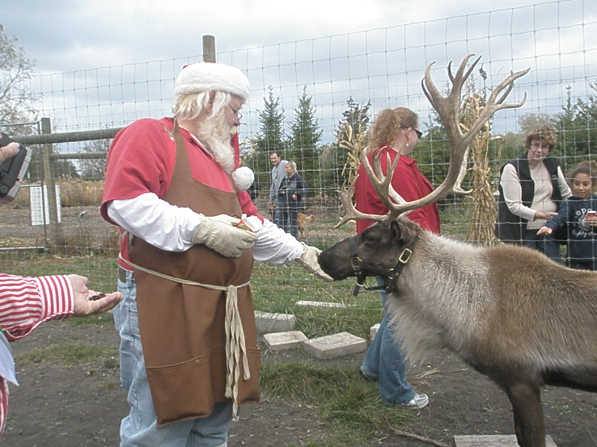 Feeding reindeer